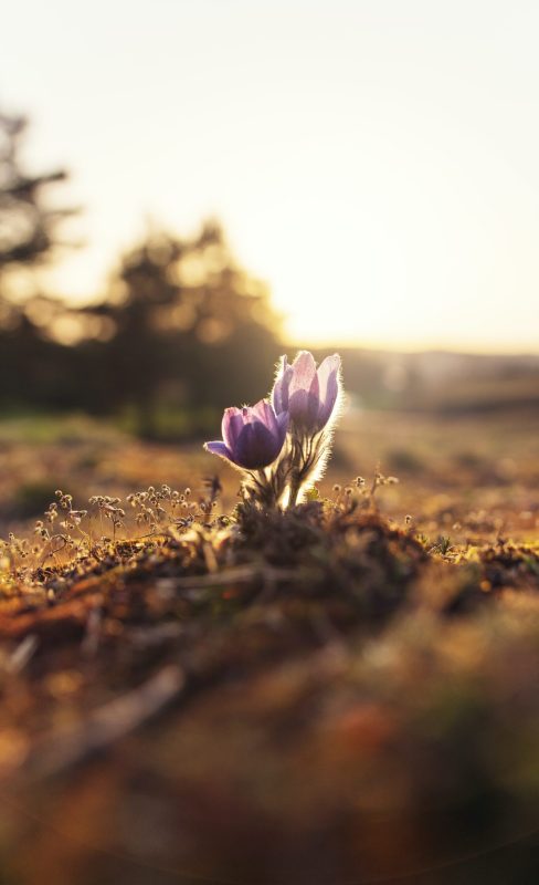 ales-maze-uXvUpHY5o_4-unsplash